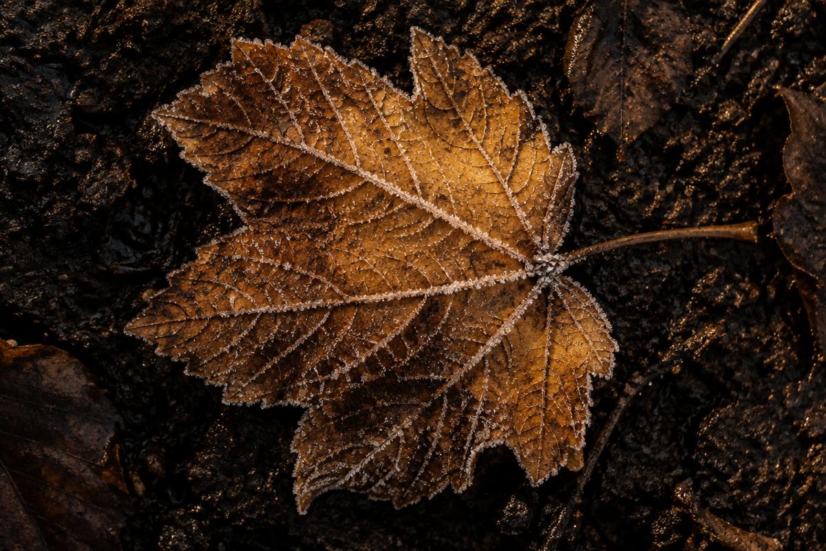 Frost patterns across a fallen leaf