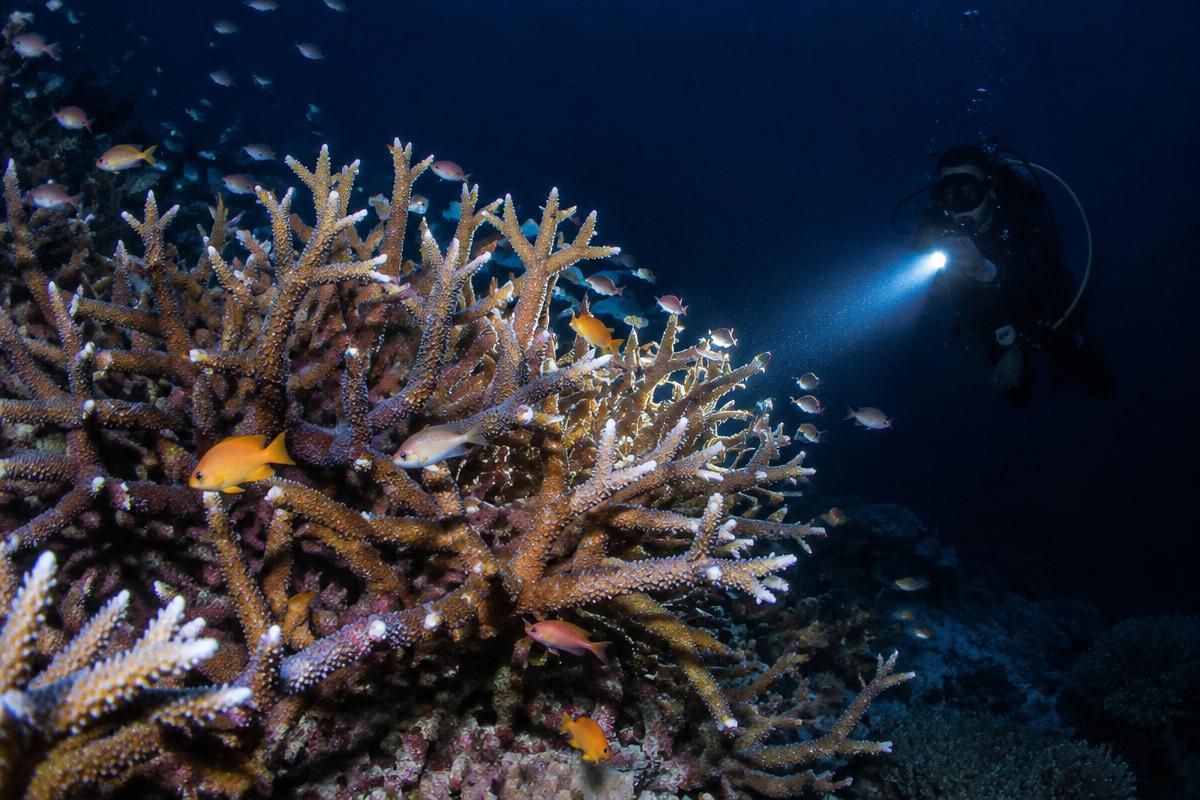 A night reef photographed underwater