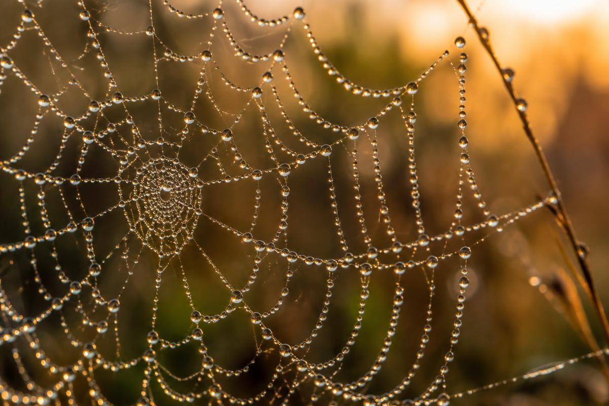 A dew-covered spider orb web backlit at golden hour